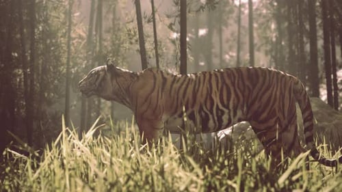 3D Animated Tiger in Bamboo Forest Slow Pan