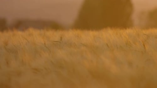 Campo de trigo al atardecer