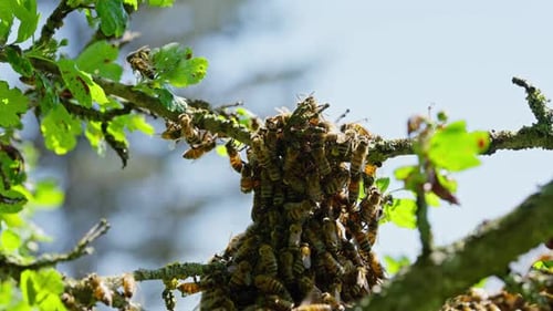 Swarm of Honey Bees Clustered on Tree Branch
