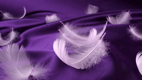 White swan feathers fall on violet silk. Slow motion.