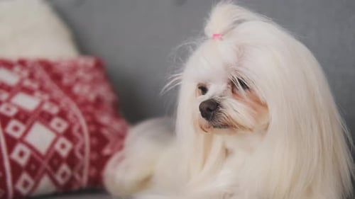 Cute White Dog Sitting on Gray Couch