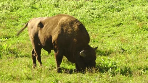 Vista Cinemática Del Bisonte Europeo, La Vida Silvestre En El Bosque Profundo