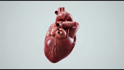 Human Heart