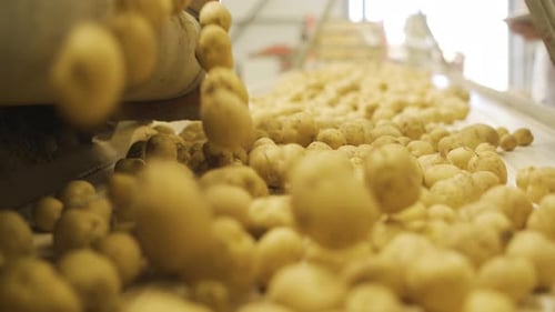 Las patatas se caen a pedazos, se enrollan.