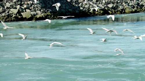 Flock Of Seagulls Flying Over Sea