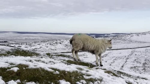 Sheep grazing on snowy hill in Northumberland
