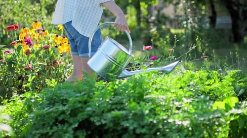 Woman Watering a Garden Bed with Watering Can