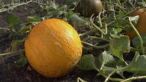 Arroser les melons. Ralenti 4x.
