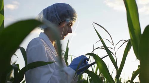 Scientist Examining Corn Plants in Rural Field