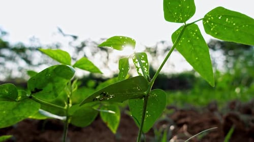 Sun shining through leaves on a fertile field