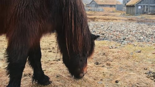 Icelandid Horse By Viking Village In Winter