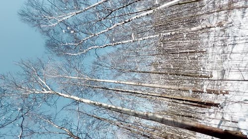 Der Frosty Winter Public Park bei Sunny Day Die Äste sind mit Schnee bedeckt, Schneeflocken sind langsam