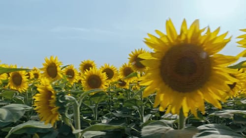 Sunflower Field in Summer Morning Sunshine