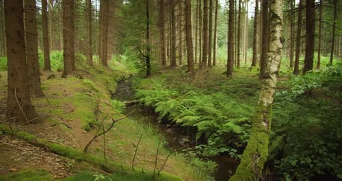 A tranquil stream meanders through a lush Austrian woods, reflecting the summer's vibrant green hues