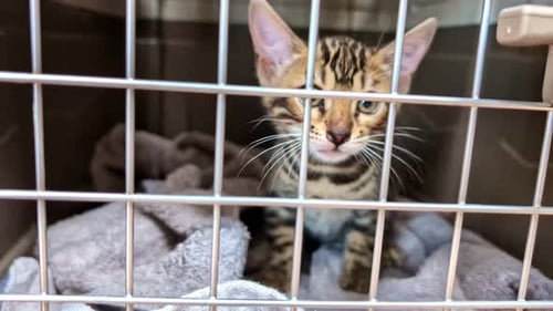 Kitten Meowing Inside The Pet Cage. - close up shot