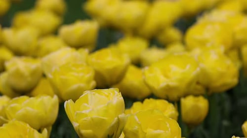 Beautiful Bright Colorful Yellow Spring Tulips