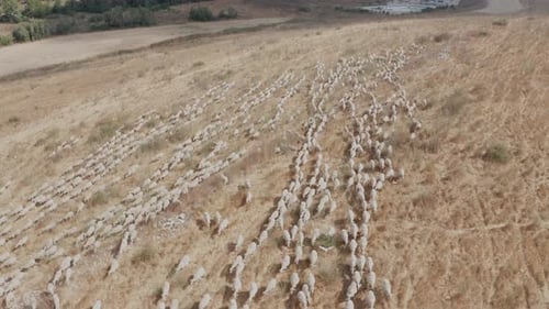 Aerial View of Large Sheep Herd Grazing