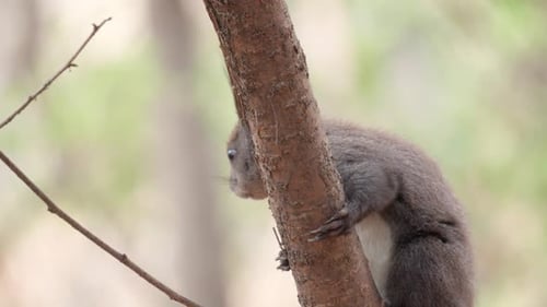 Eurasian Squirrel hanging on a tree branch - close-up