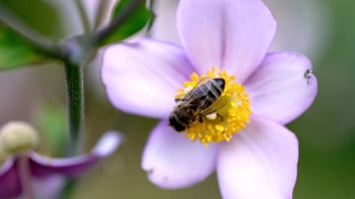 Bee Pollinates Delicate Purple Flower in a Lush Garden Setting