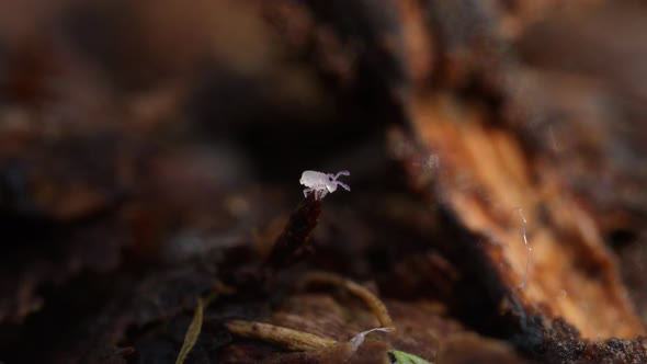 Cute little Sminthurides globular springtail moving on leaf litter of ...