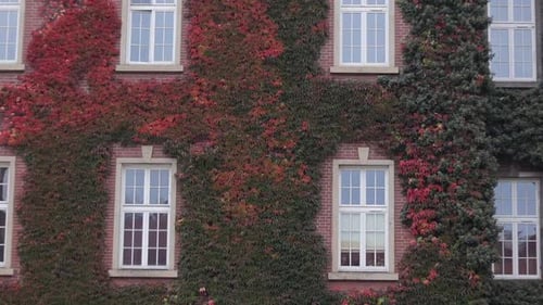 Close up view of a red brick building, with creeping ivy, Wawel Royal Castle in Krakow, Poland. Pano