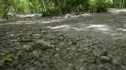 Tree In Tropical Jungle Belize