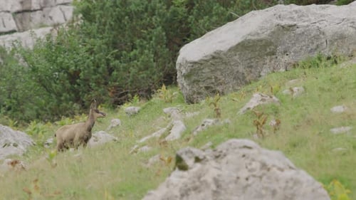 Plan rapproché d'un chamois debout dans une prairie en haut des montagnes. (4K)