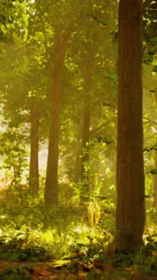 A Lush Green Forest with a Dense Canopy of Trees and Vibrant Foliage
