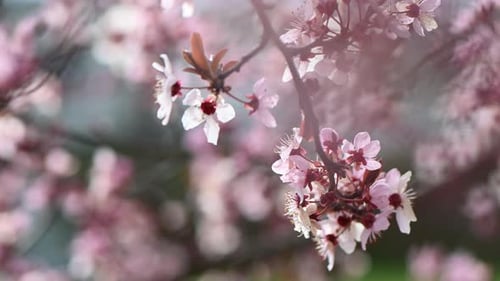 Pink cherry blossom tree spring lens flare