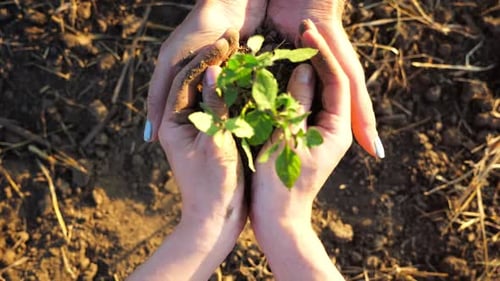 Young Hands Giving to Adult Female Arms Small Sprout at Meadow Farmers Getting Ready to Earth a