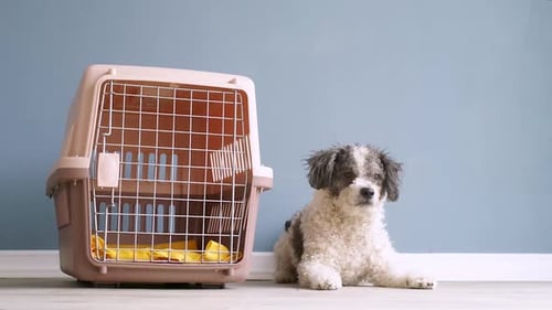 Small Dog Poses Next to a Pet Carrier