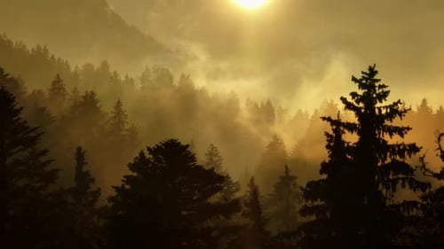 Tranquil Journey at Sunrise in a Pine Forest Natures Beauty Emerges Gracefully