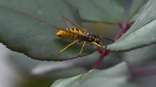 Queen Bee on Leaf