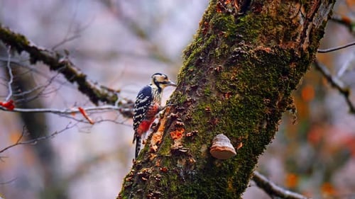 Woodpecker