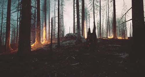 Forest Fires Consuming Trees at Dusk Creating a Dramatic Landscape