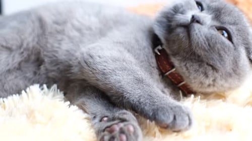 Resting Gray Cat on a Cream Blanket