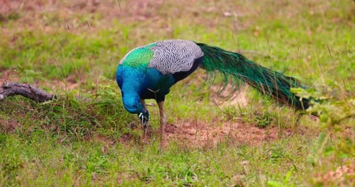 Vibrant Peacock Foraging for Food in Grassy Field