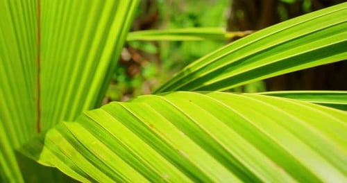 Close up of bright green palm leaf texture in tropical forest of Nusa Penida Island Bali