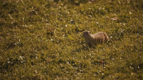 European ground squirrel in alert on grass field then leaves, handheld
