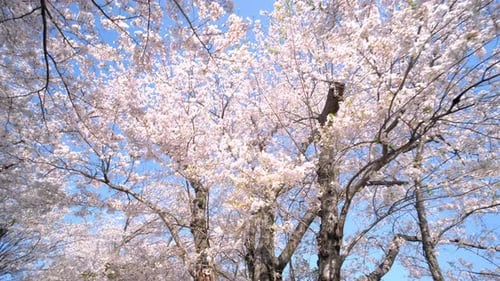 Close-up of branches of almond sakura blossoms on a sunny day.