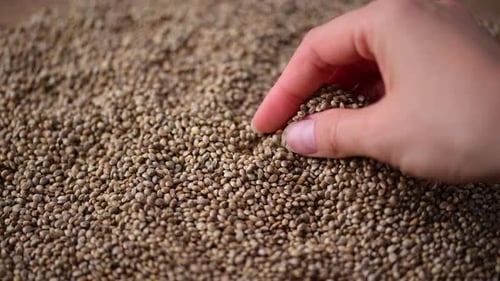 Hand Holds Pile of Nutritious Hemp Seeds