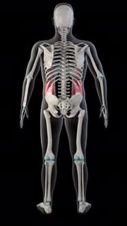 Vídeo vertical dos músculos abdominais oblíquos externos em todo o corpo humano