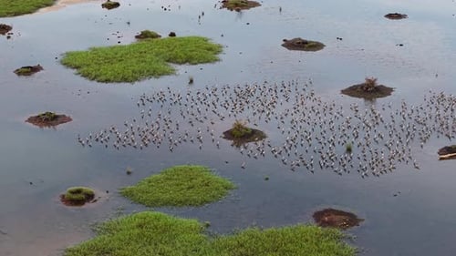 Aerial view of sandpipers flock feeding in marsh