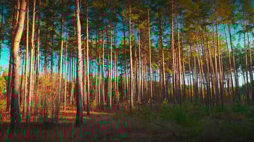 Sunny Autumn Forest Fall Coming