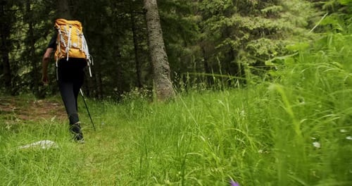 Hiker on Mountain Trail Through Wilderness Forest