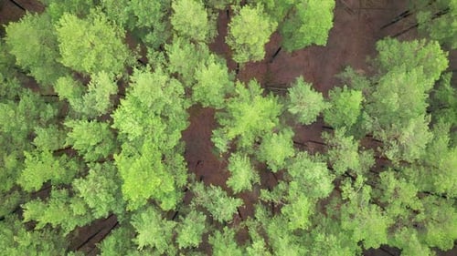 Forest Pine Wood Aerial View Green Tree Landscape Spring Colorful