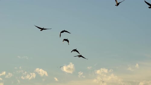 Flock of Birds Flying in Open Blue Sky