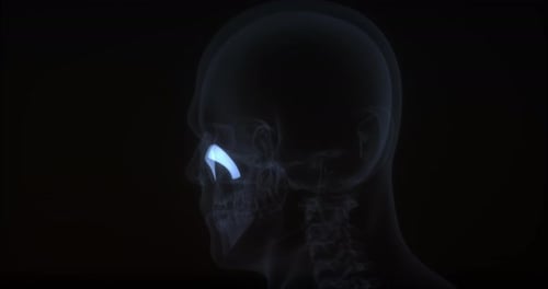 Rotating 3D Human Skull and Lacrimal Gland Scan