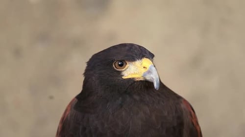 Detailed Close Up of Majestic Harris Hawk