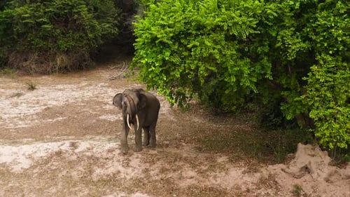 Elephant in a Nature Reserve in Sri Lanka